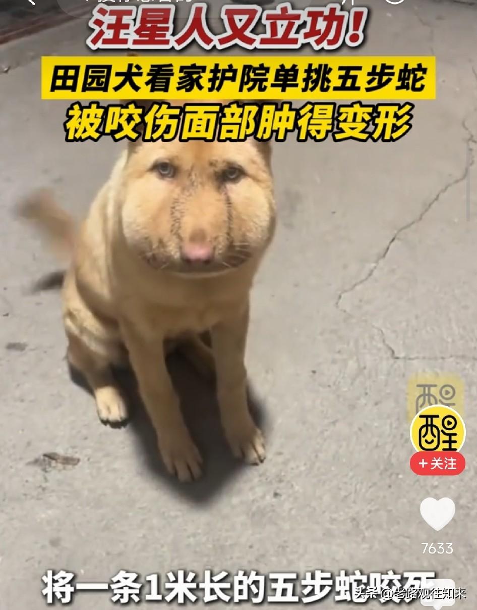 破防了！湖南，田园犬看家时与一米长五步蛇搏斗，咬死毒蛇后自己被咬伤面部，脸肿到变