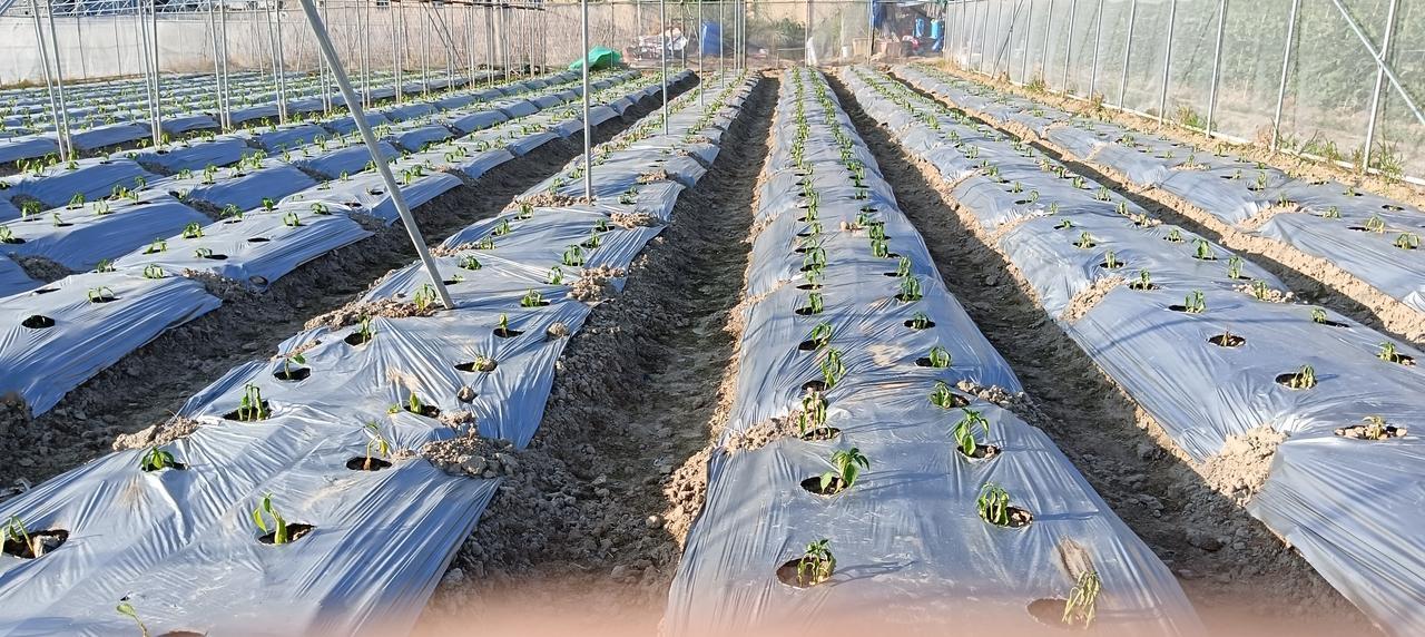 漳州市——长泰区石横村，蔬菜大棚种植基地已经将辣椒苗播种好。菜老板说：他们之所以