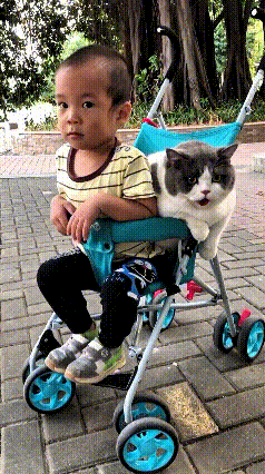 俺家这俩活宝出门，胖猫总黏着小娃，非要坐童车里头。你看这猫，圆滚滚的把小娃的位