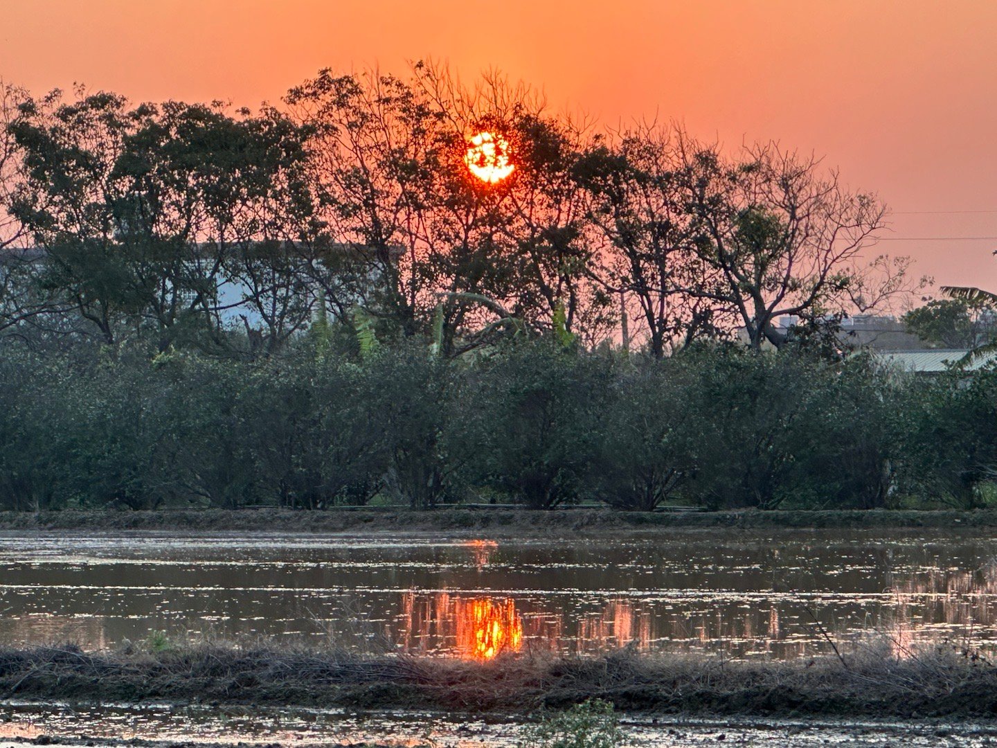 今天遛狗時的夕陽🌇，黃澄澄的，好像鹹蛋黃🥰