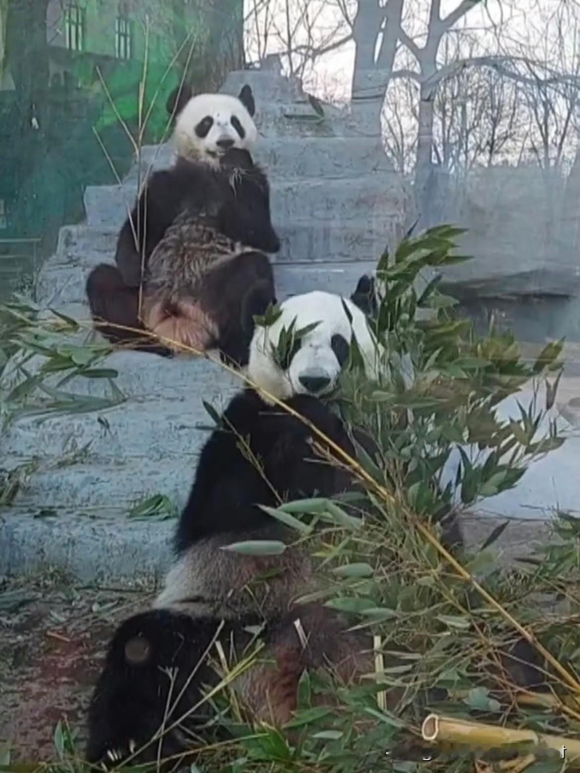 看了莫斯科动物园视频，大熊猫丁丁麻麻驱赶喀秋莎的画面，心都揪起来了……又是低