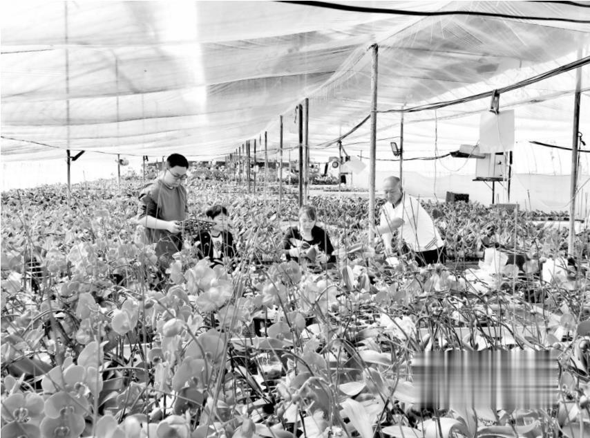 为蝴蝶兰换新家