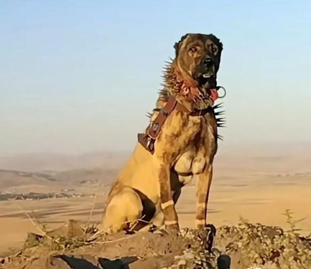 一位藏区牧民告诉我，90%的人不知道，在牧羊犬脖子上套上防狼项圈，狼群就不敢招惹