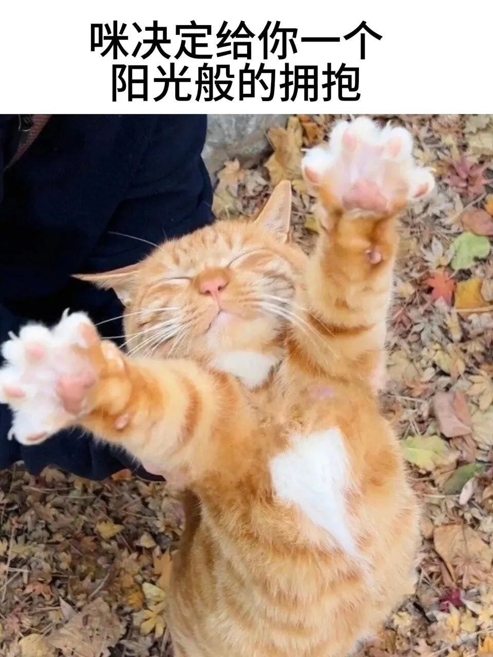 猫meme梗图