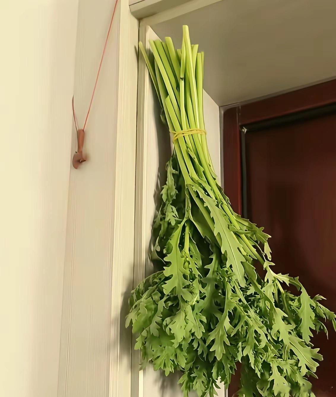 中国人到一定年龄身体的中华血脉就觉醒今年也要准备挂艾草了！一、准备艾草1. 选材
