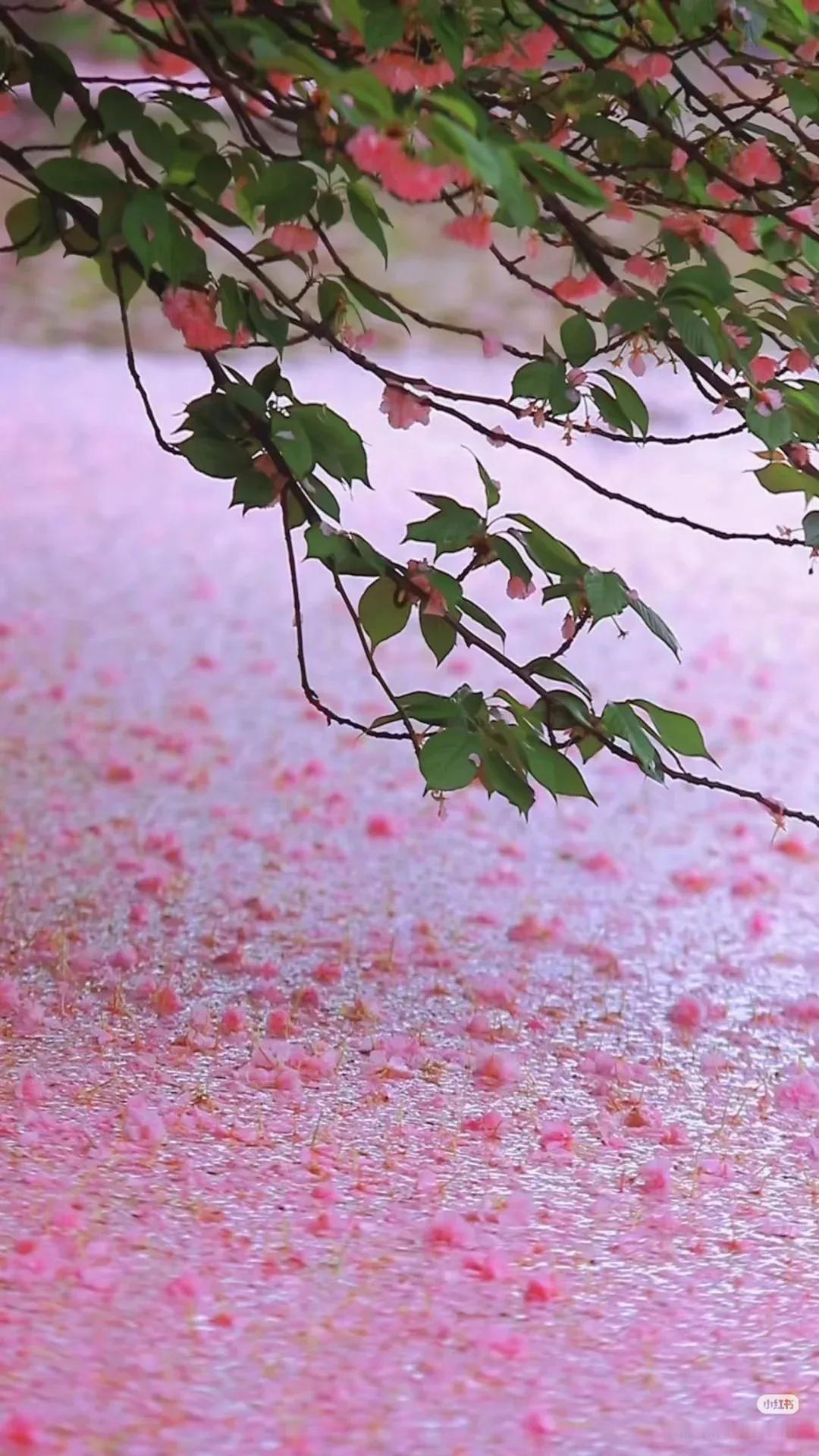 一池春水半池樱:苏州地铁站边的小水池，落英缤纷，落花流水，美轮美奂。这里枝头