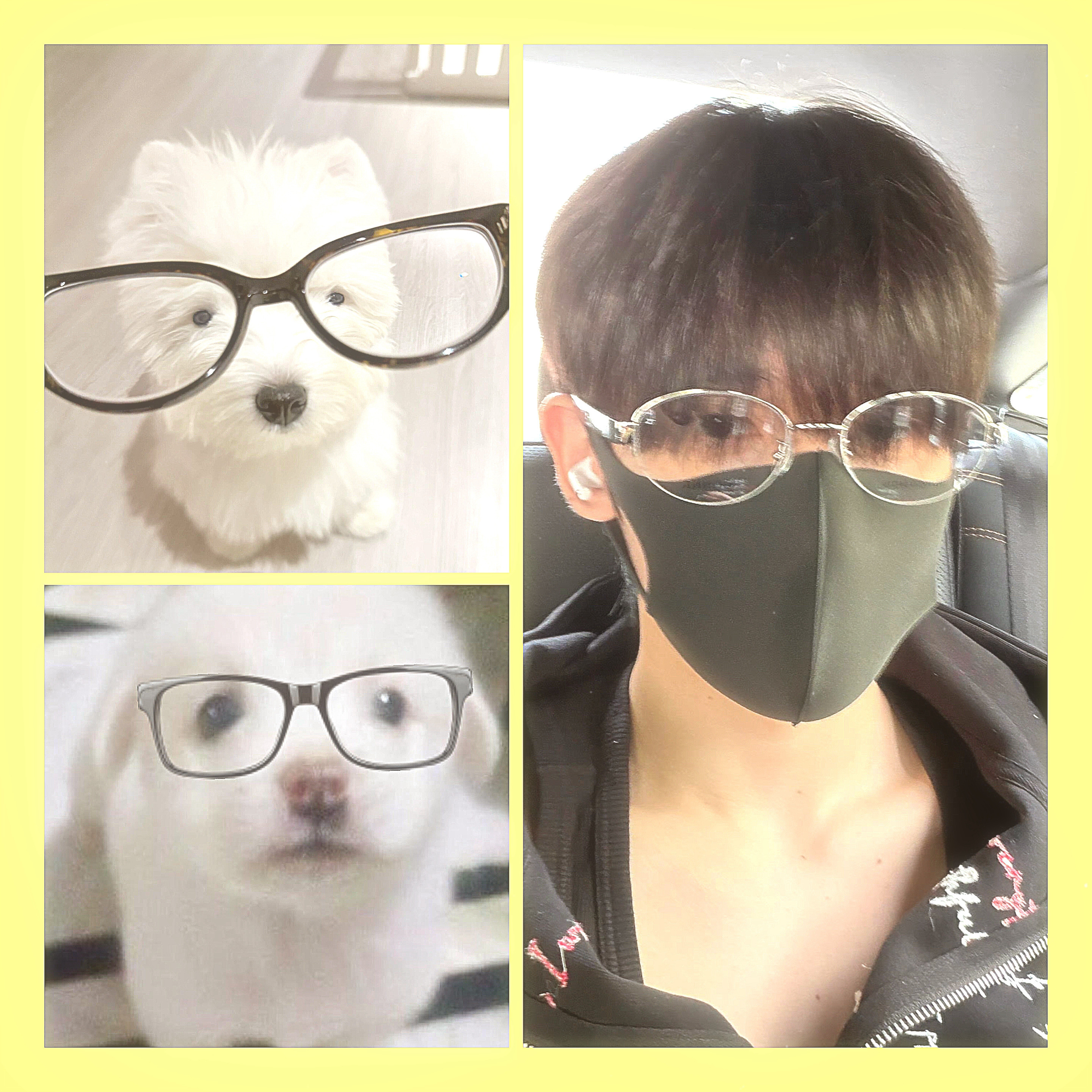 对小狗无法抵抗✋🏻🥺🤚🏻每日一涵狗