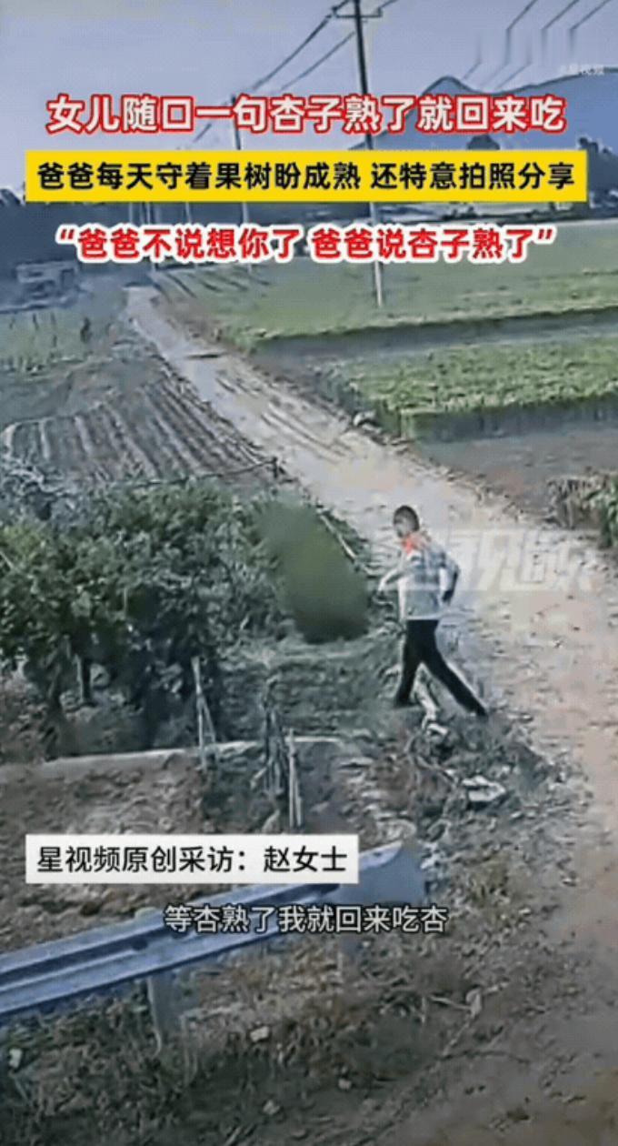 瞬间破防！山东泰安，女生回家时随口和父亲聊起家常，轻轻说了一句：等杏熟了我就回来