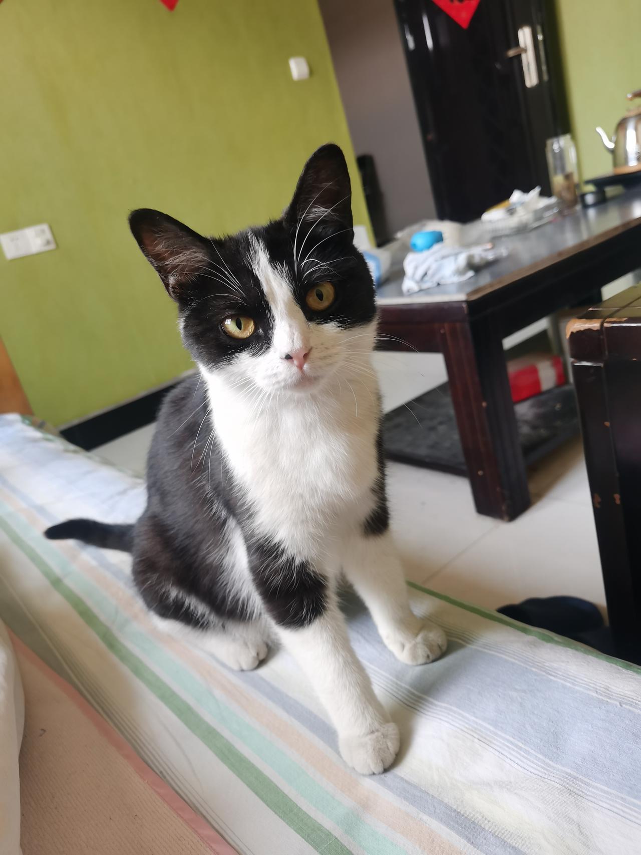 前段时间，我家的猫咪产下四只小猫仔，这是它的头胎。母以子荣，自从产仔后，我家猫咪