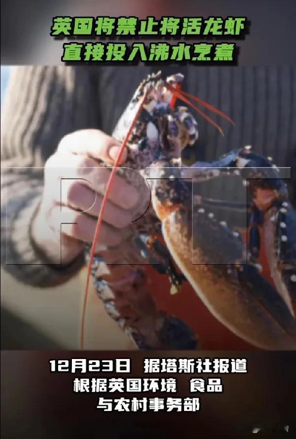 英国政府禁止活煮龙虾，欧洲已有数国采取类似措施。据《今日俄罗斯》《华商报》《