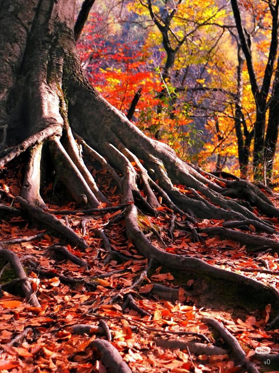 秋日：漫山遍野红叶层染