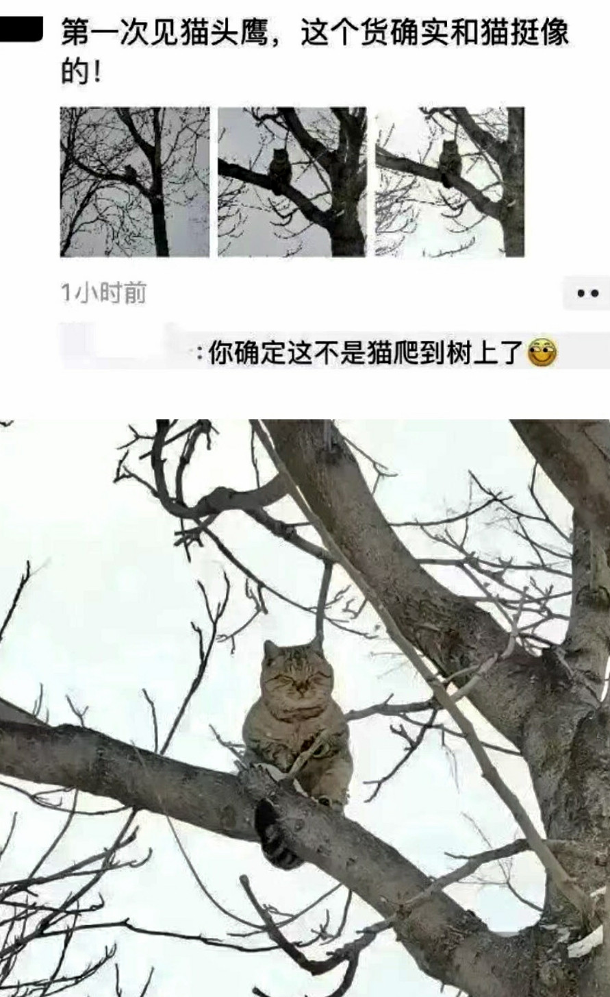 大家看看，是不是猫头鹰？