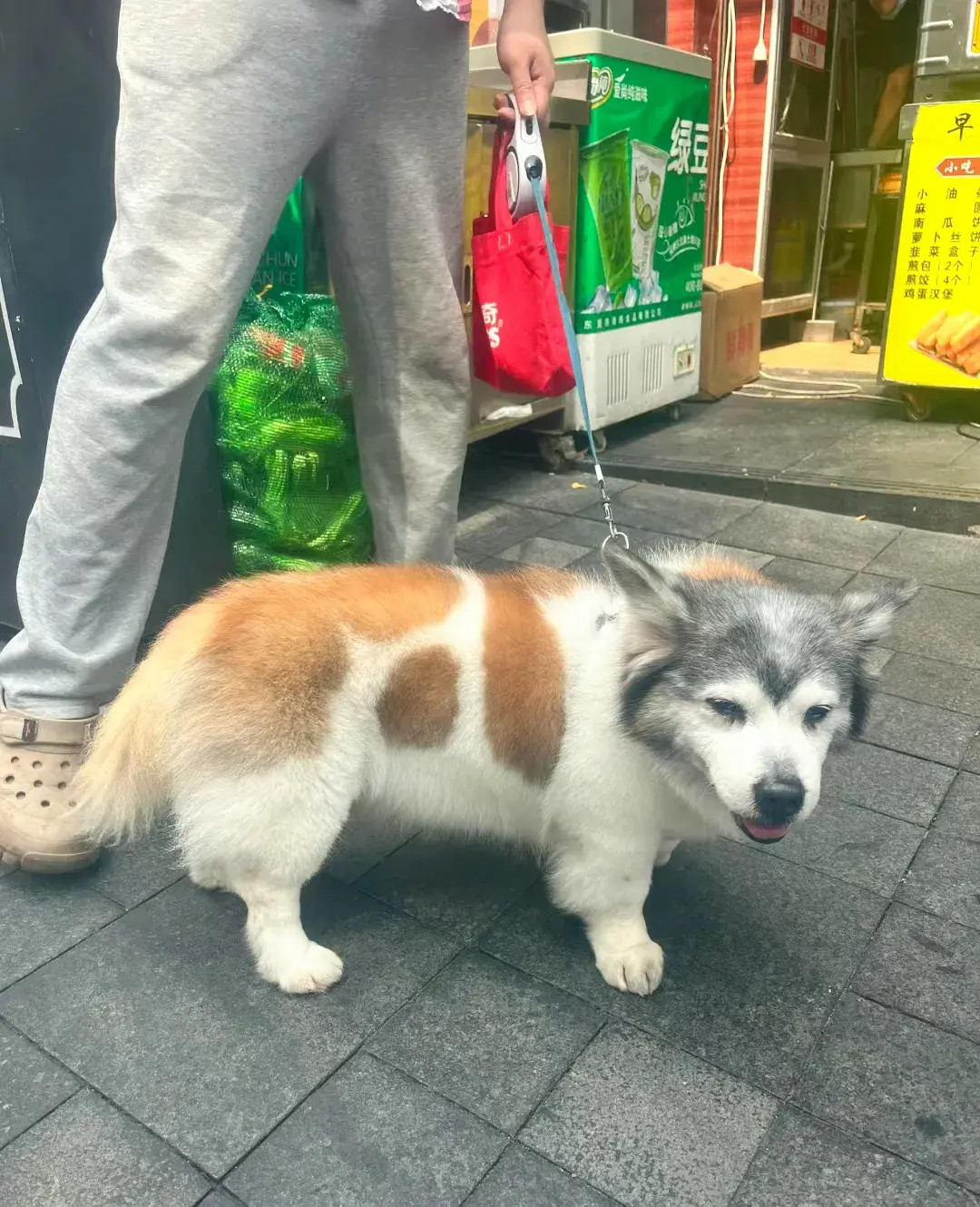 出来吃饭在公司附近看到的这是什么跟什么混的呀头像哈士奇腿短像柯基身上像橘猫整体看