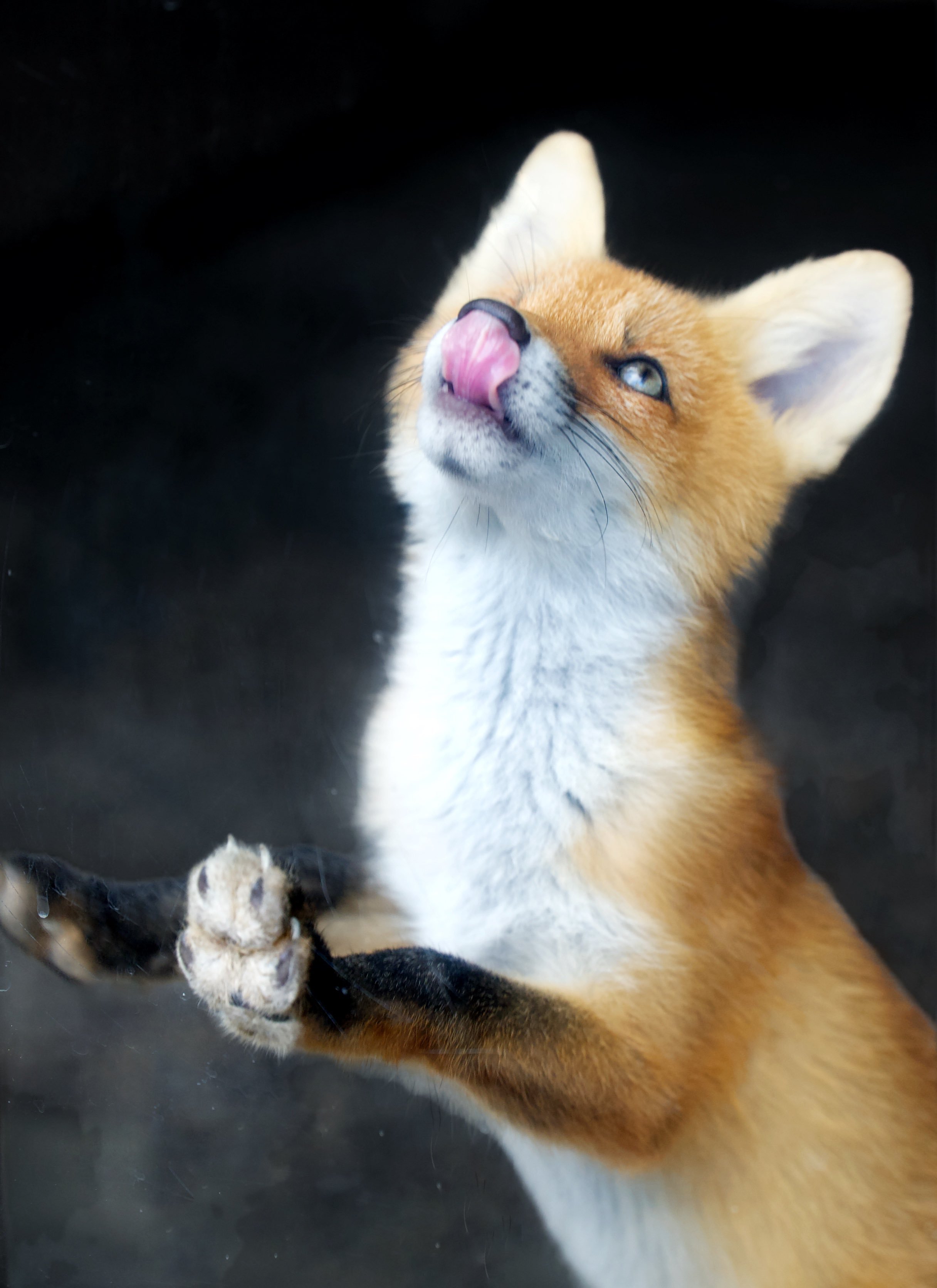 狐狸小狐狸舔玻璃~©️animal0_zoo​​​