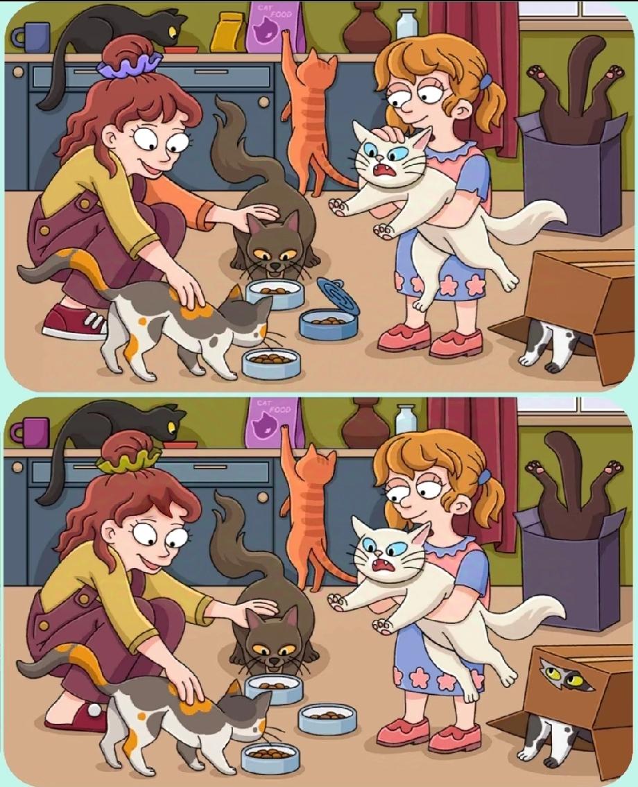 离谱！两张猫图看着一模一样，其实藏着“隐身猫”，你能几秒找到？