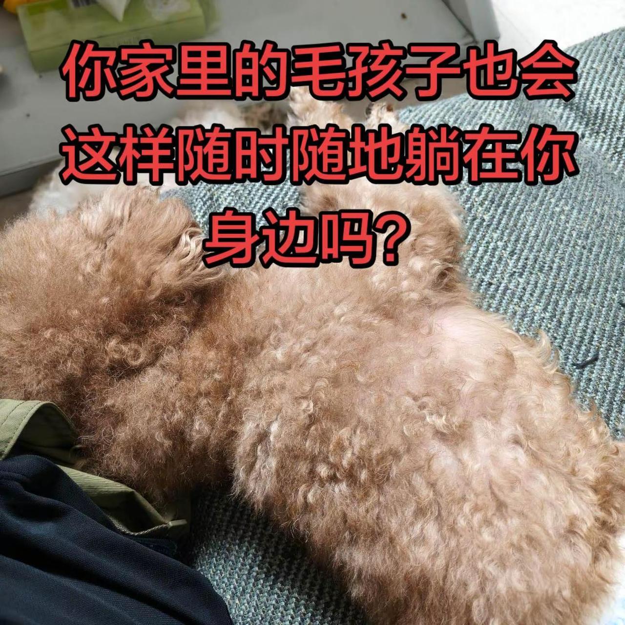 养狗的应该都懂吧不养狗不知道养狗的乐趣泰迪犬狗狗日常记录毛孩子的治愈时刻