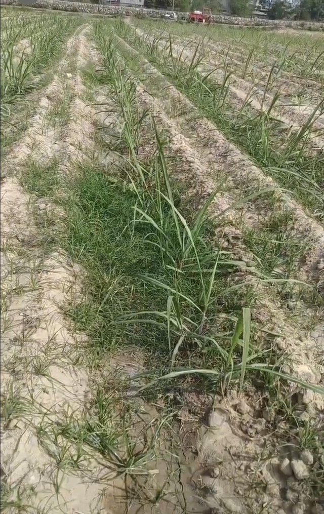 几月份种甘蔗 5753382226267546088.jpg?id=0&from=export