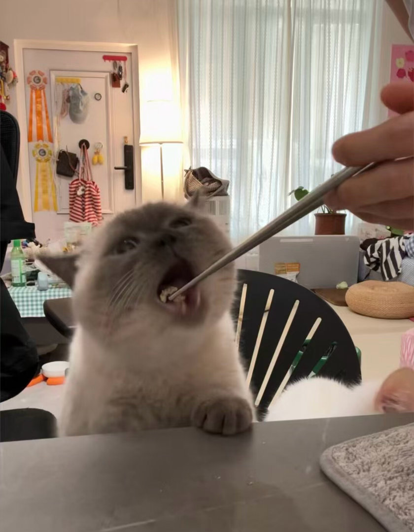 因为小猫理解了父母怪不得大口吃饭的孩子招人喜欢终于明白为什么长辈喜欢大口吃饭的孩