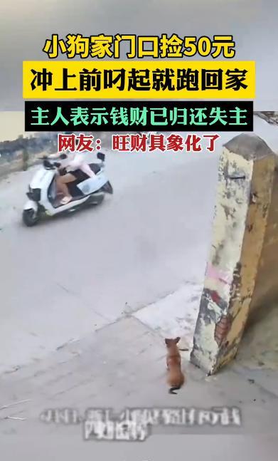 “这狗真通人性！”6月5日，浙江，一小狗在家门口看见有50元，四处张望等车过去后