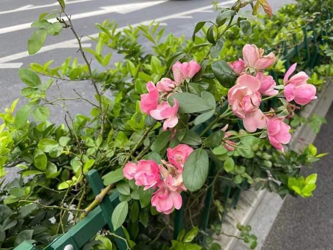 这几日香港一段祖孙受访的短片在网上传开，看过之后让人百感交集，想必不少网友都刷到