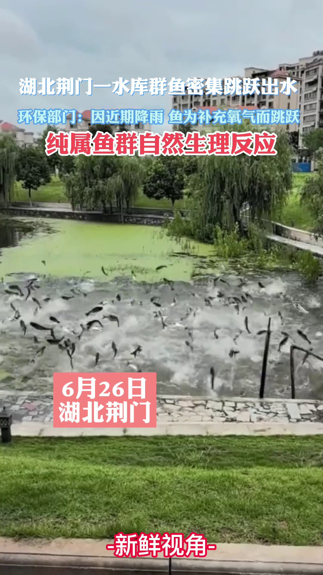 湖北荆门一水库群鱼密集跳跃出水官方：纯属鱼群自然生理反应