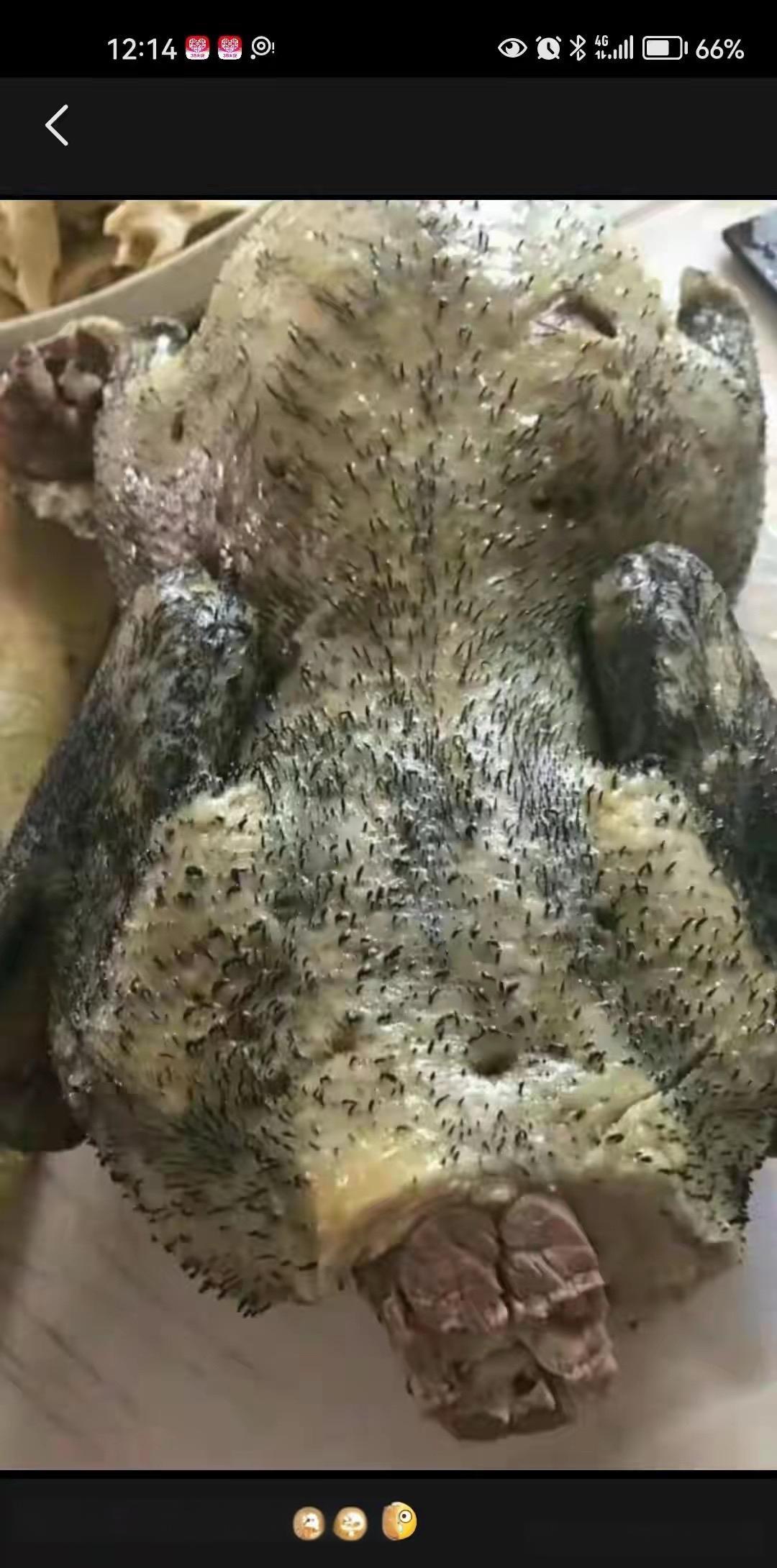 这鸡也太叛逆了