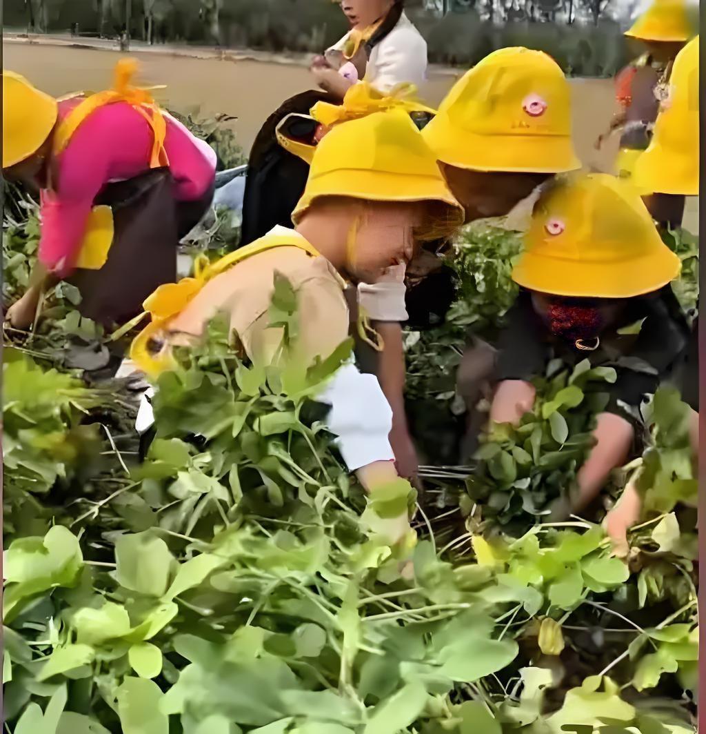 河南吃苦幼儿园为啥能火？河南