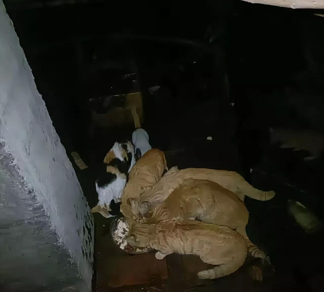自从第一次投喂小区一只流浪大橘猫后，大概这只橘猫是个碎嘴子，呼朋唤友引来十几只流