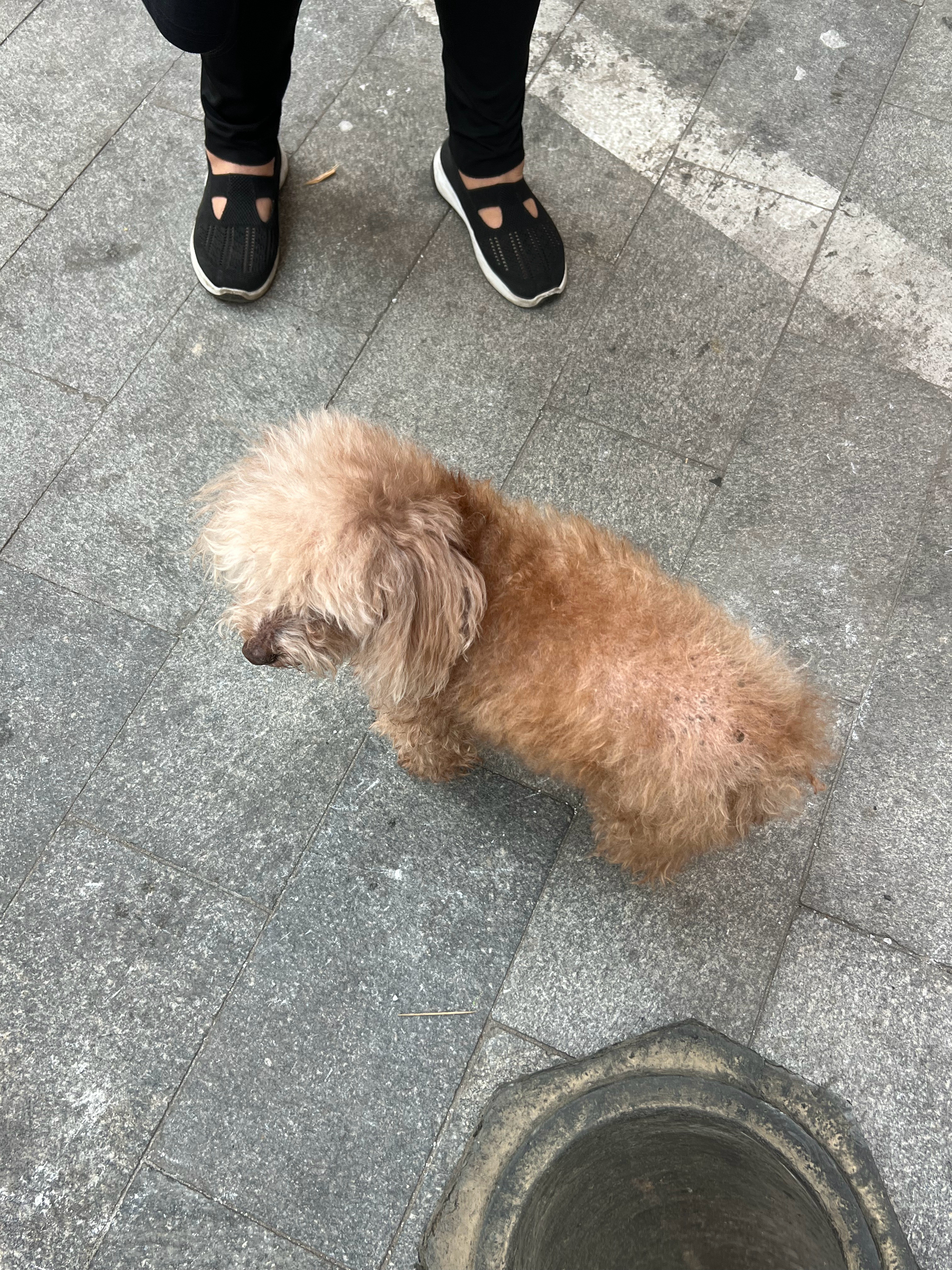 偶遇儿子同学家的小狗🐶已经15岁高龄了​​​