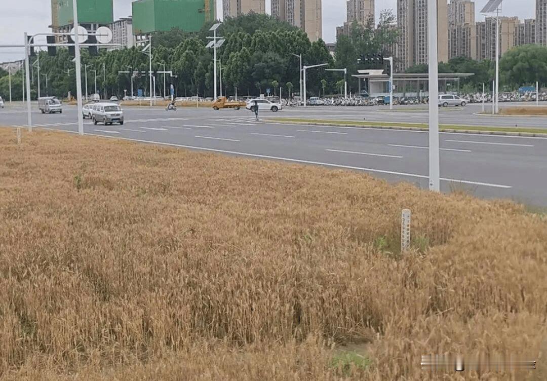 郑州地铁口麦田爆火出圈：5亩收7500斤，亩产才500斤却被全网夸上天，官方回应