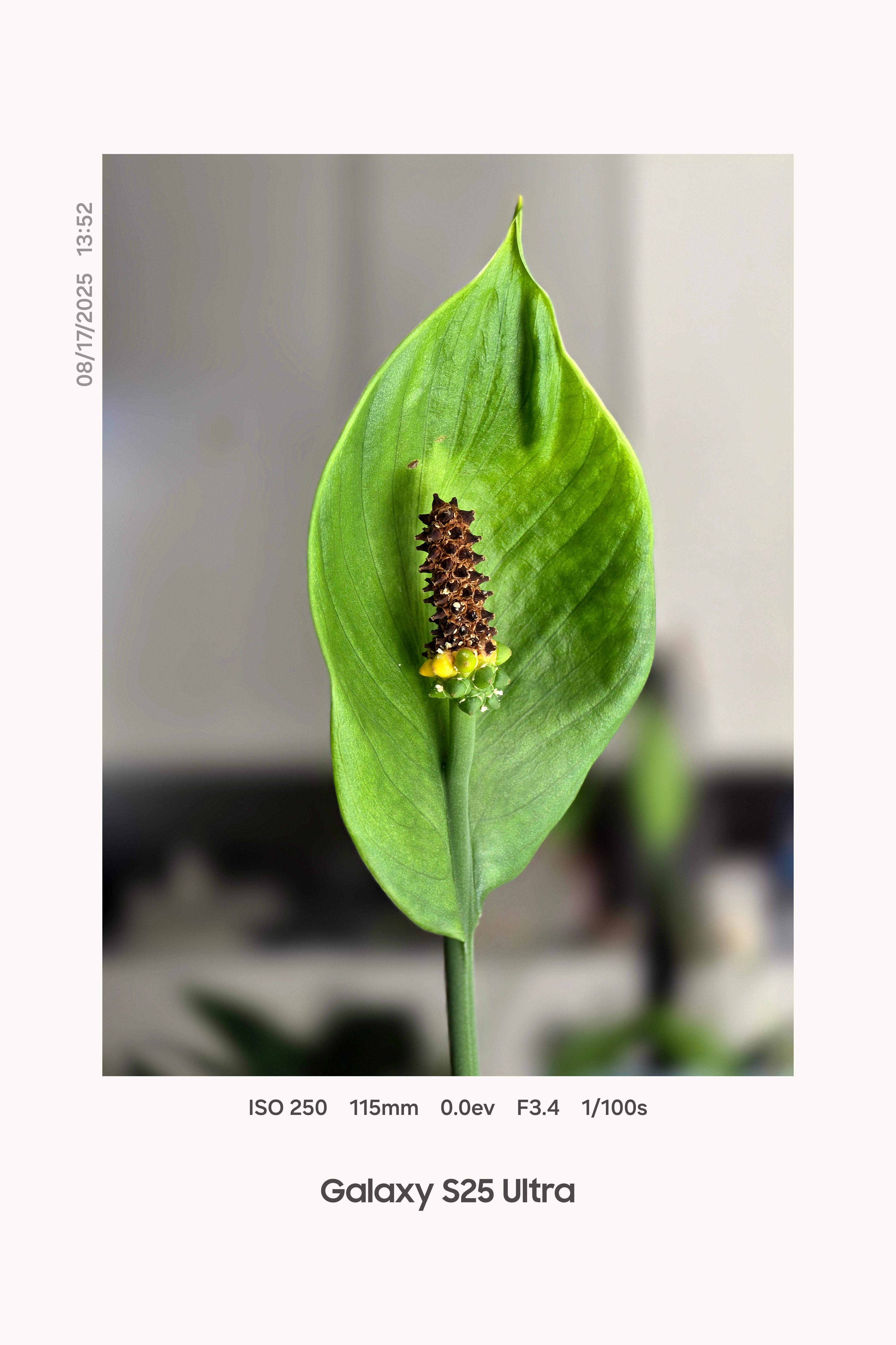 独家：三星OneUI8增加全新照片水印，可设置白底和黑底，预计下个版本推送