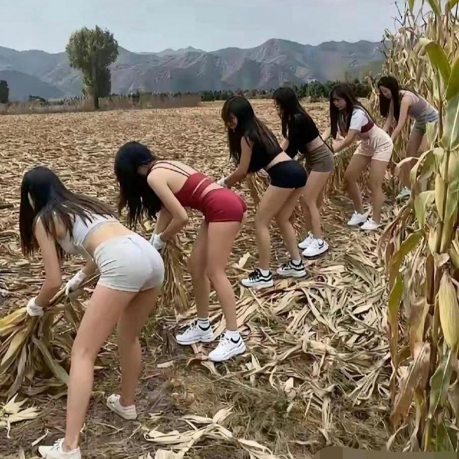 第一眼看到这画面，是不是感觉有点新奇？地里正在忙着收玉米，请来帮忙的几位姑