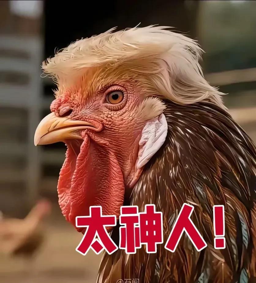 明明是只鸡，但咋看都像那个“特不靠谱”的人…抓的最准的就是那眼神，其次就是发型