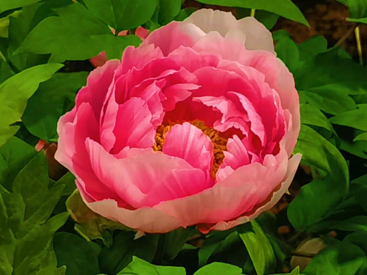 公园美丽景随拍