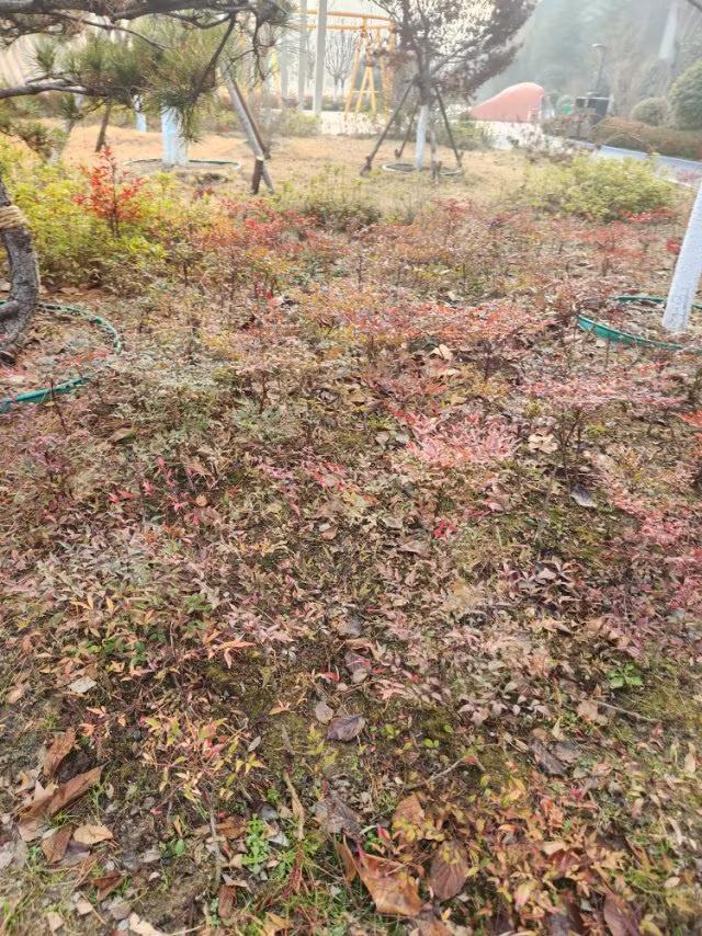 你们那里''三九''冷吗今天1月16日，''三九''第九天，今天靑岛天气6度。