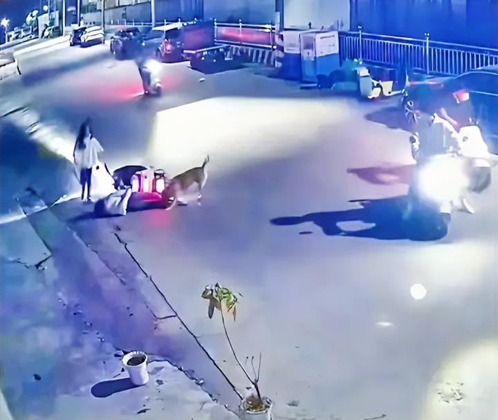 谁还敢不拴绳？通报来了，汕头狗咬人事件，狗主人被依法拘留。那么大一只狗不拴绳，