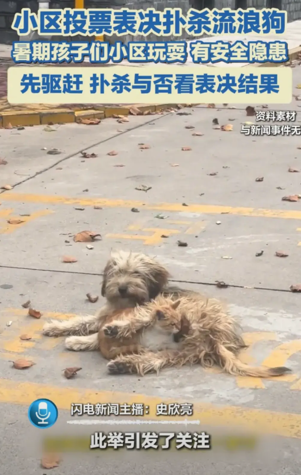 一说要捕杀流浪狗，立马就会有一群人跳出来说连小动物都容不下，人类太残忍了，但这些