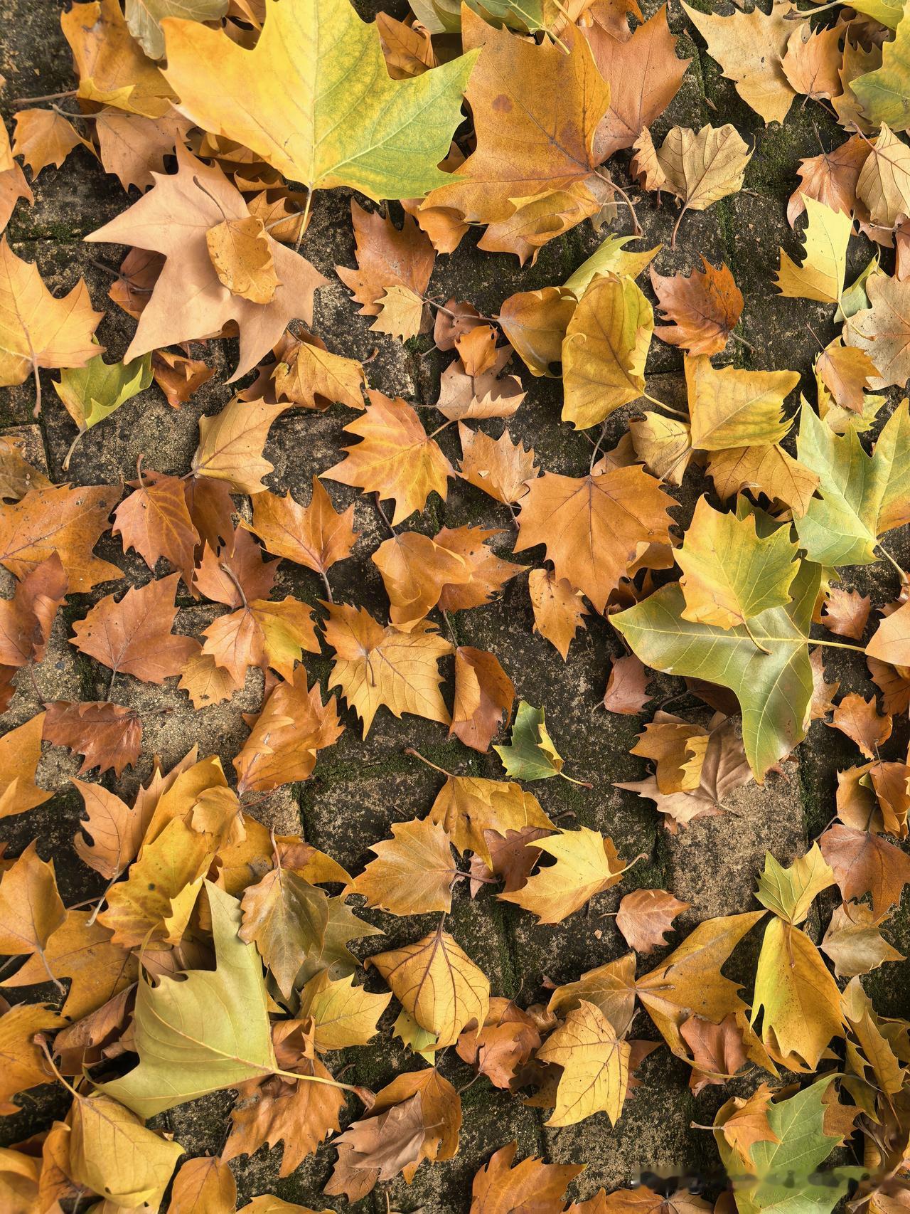 大盘指数就像坐了滑梯一样下跌，这时候大家都在心里犯嘀咕：下周能不能入场呢？美股