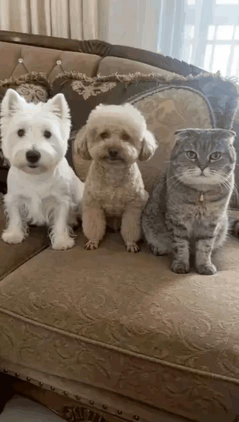 猫咪倒下前还翻了个白眼，真是演技爆棚啊[赞]这演技北影老师来了都得让三分[捂脸