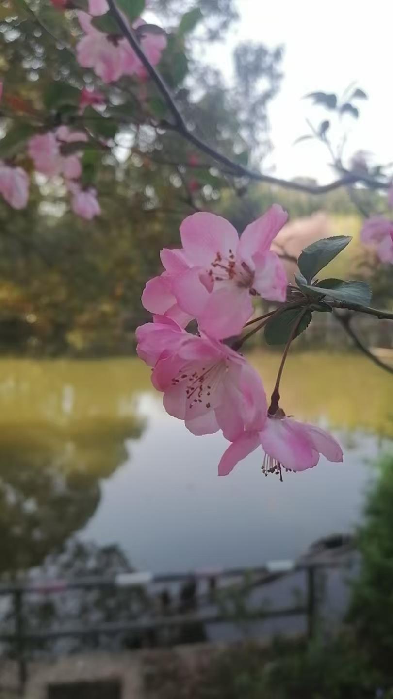 一、唐宋清明同题5首（原文）1. 唐·杜牧《清明》清明时节雨纷纷，路上行
