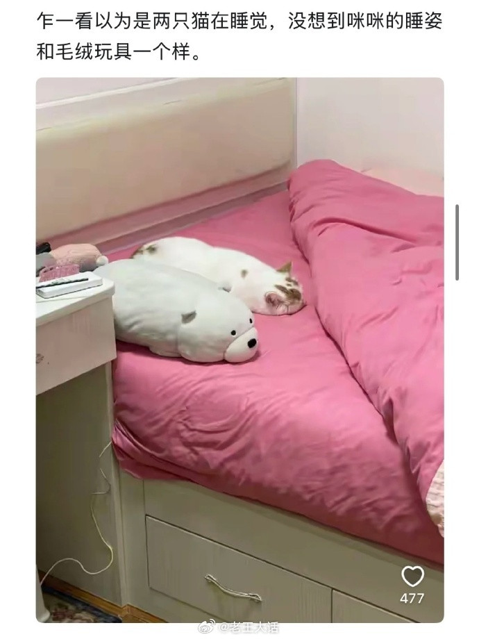 有没有一张照片让你觉得你的猫猫被养得很好