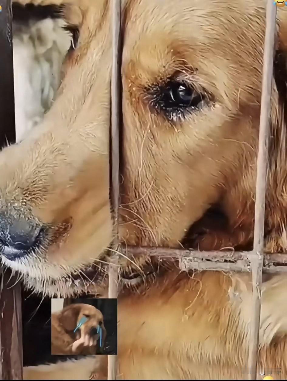 太可怜了！这天一位大哥去菜场买菜，当他走到卖狗肉的地方看到无比凄惨的一幕，一只可