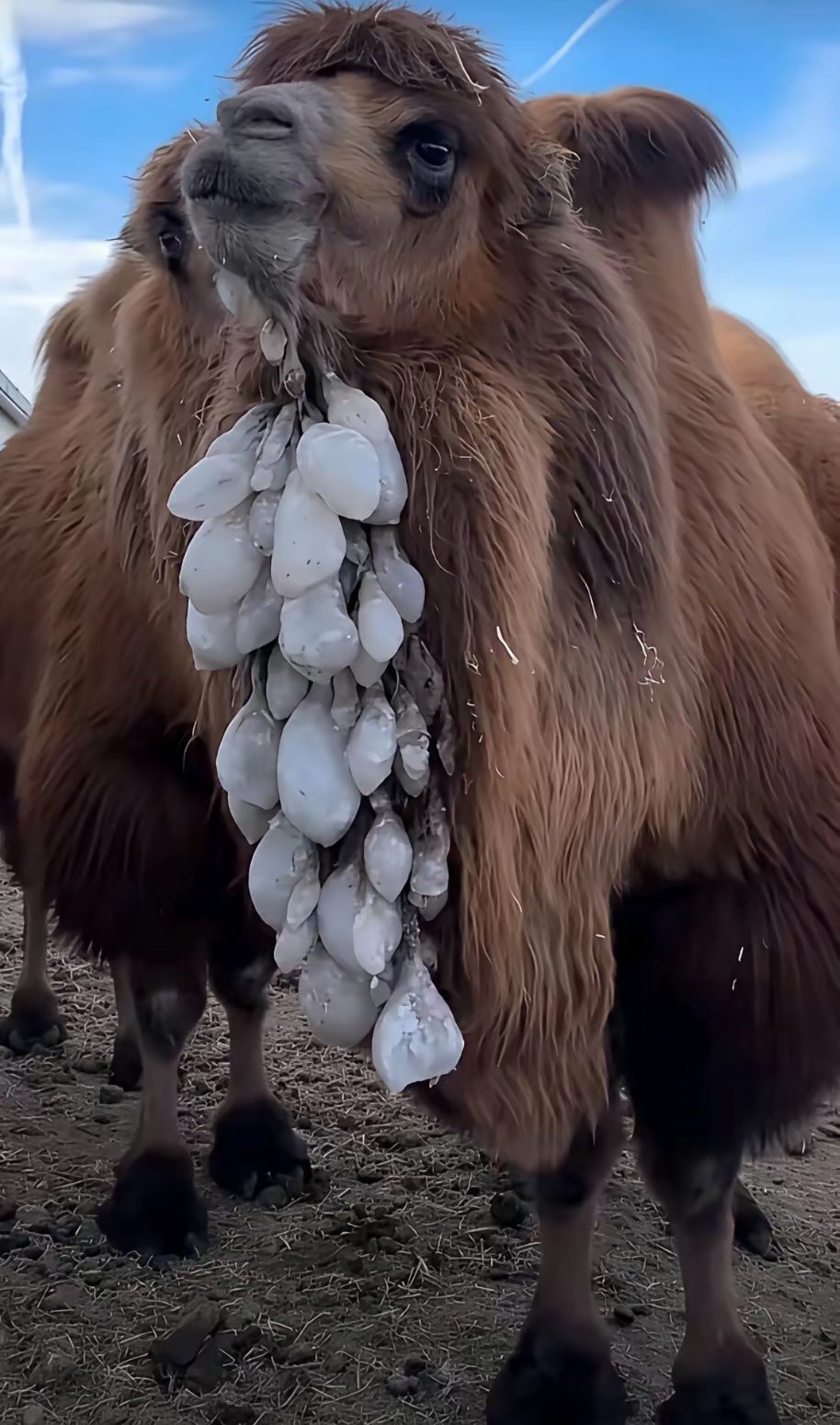 骆驼身上这白色的东西，太让人震惊了！谁知道这是如何形成的呢？