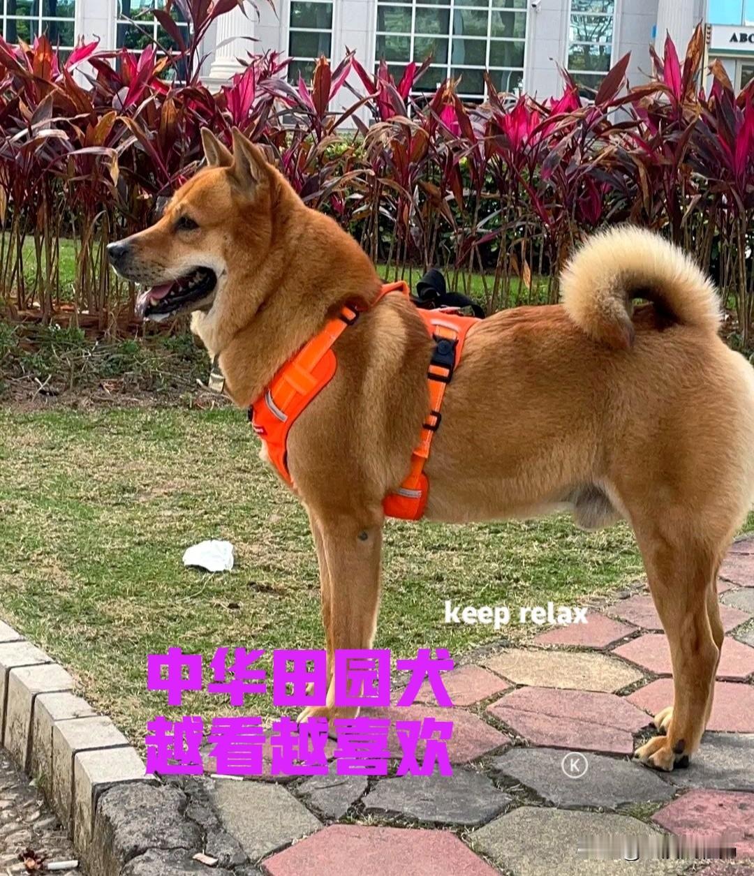 新疆的一位网友，五年前到广西桂林去旅游，带回来一只小土狗。当时的中花田园犬，还没