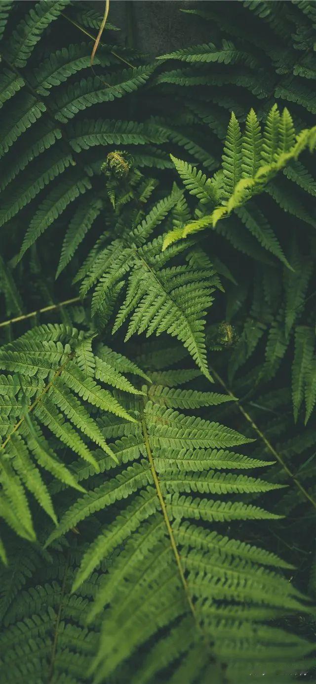 大自然风景壁纸丨锁屏手机壁纸丨聊天背景🍃