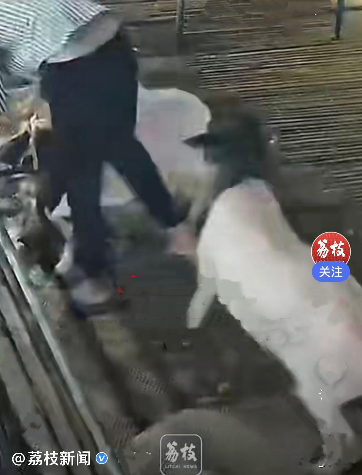 近日，河南郑州马先生在自家羊圈里给羊剪羊毛，专心干活、毫无防备，谁也没料到，身后