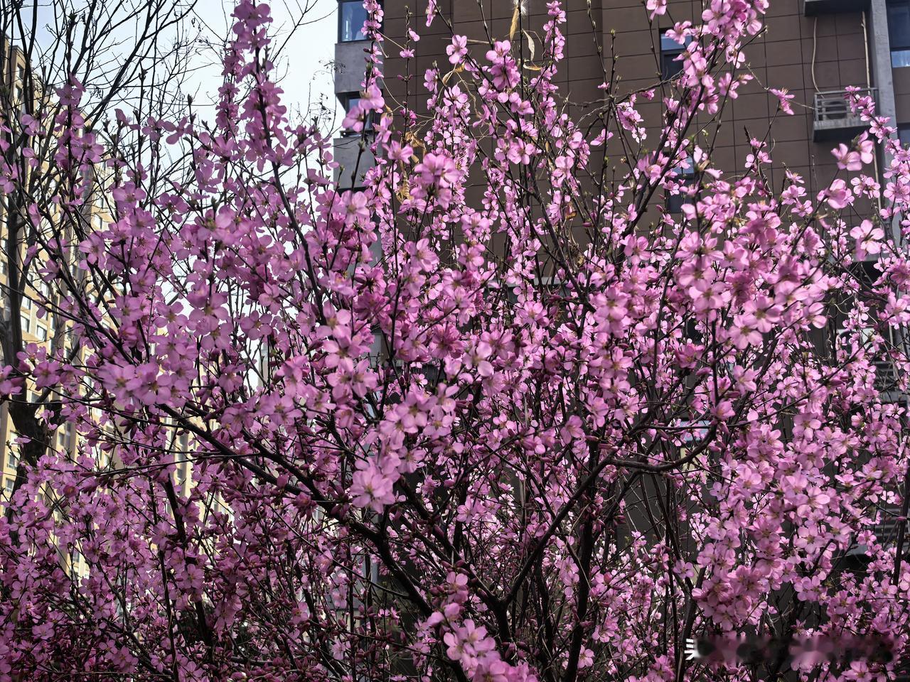 春日生活打卡季春日的阳光温柔漫洒，风里裹着草木与花香，静立花丛旁，独享这松弛惬意