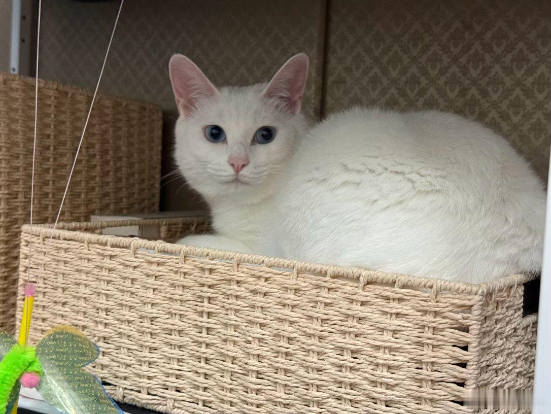 运动day打卡嘀嗒嘀打球啦🎾～猫猫撒娇～