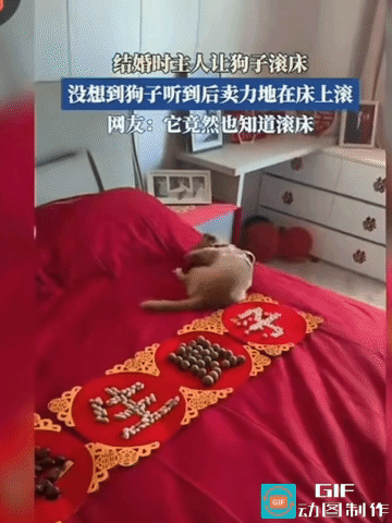 绝了！结婚让狗狗滚床，全程稳如老狗，一点没翻车！传统结婚滚床，都是找童男童