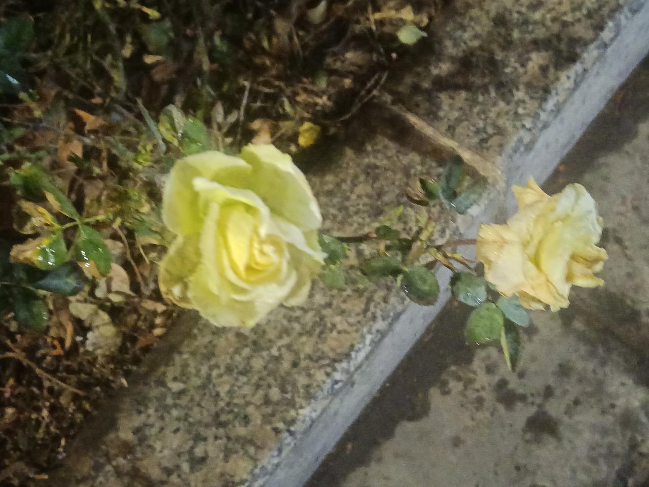 朋友，美景随处可见，你是流连于风景？还是街拍美女？还是孤芳自赏呢？